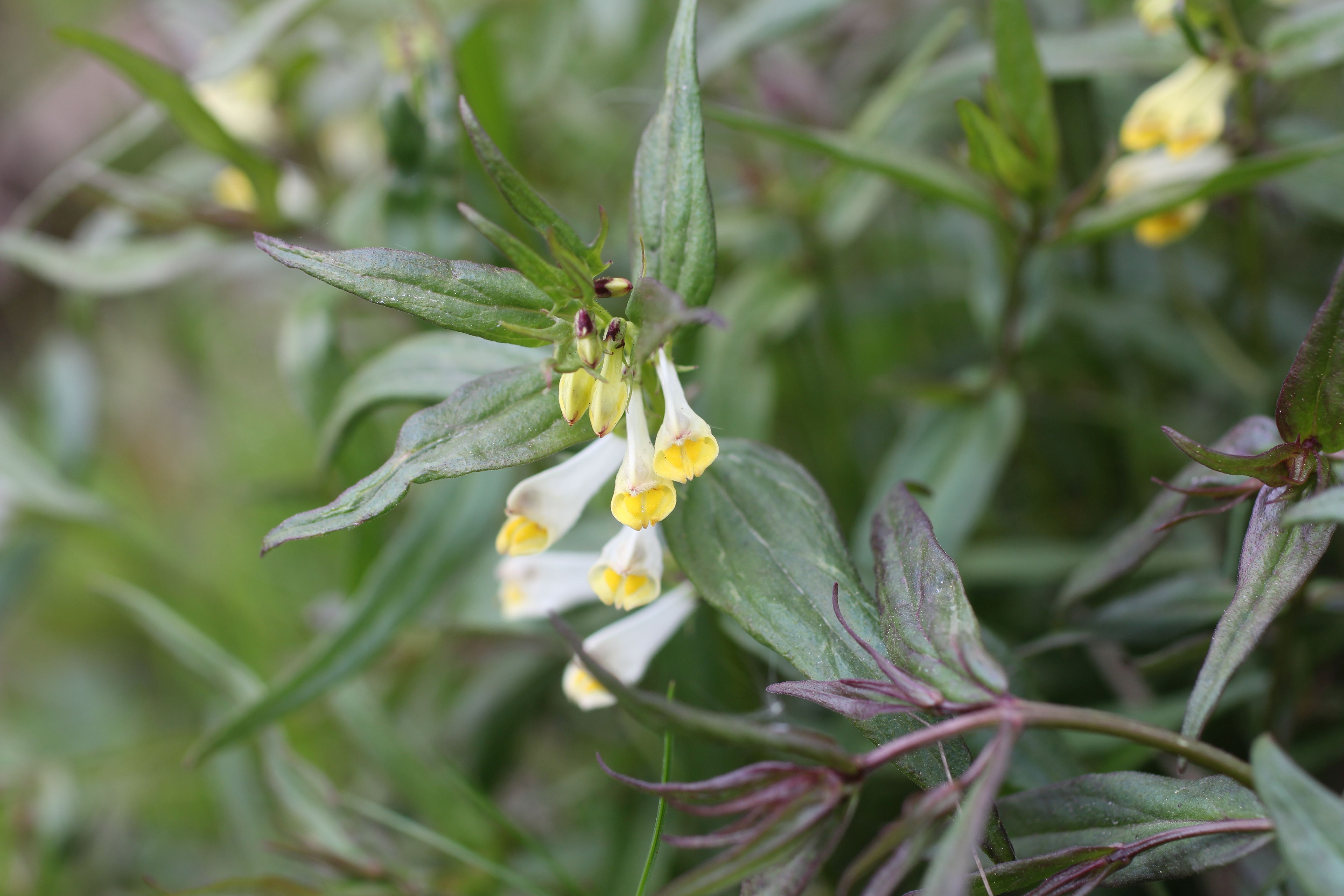 Melampyrum pratense (door Pieter Stolwijk)