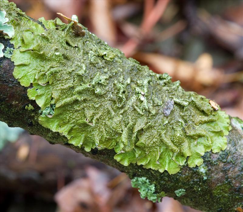 Melanelixia subaurifera (door Henk Visser)