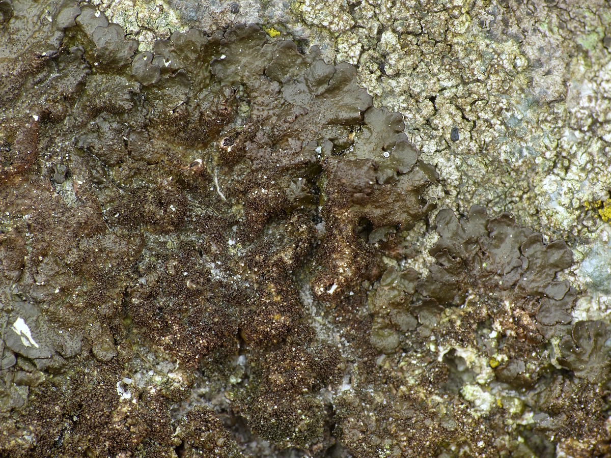 Melanelixia fuliginosa (door Henk-Jan van der Kolk)
