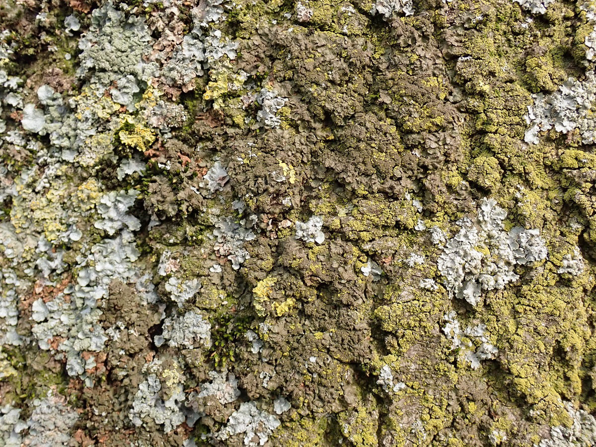 Melanelixia subargentifera (door Arne van Wingerden)