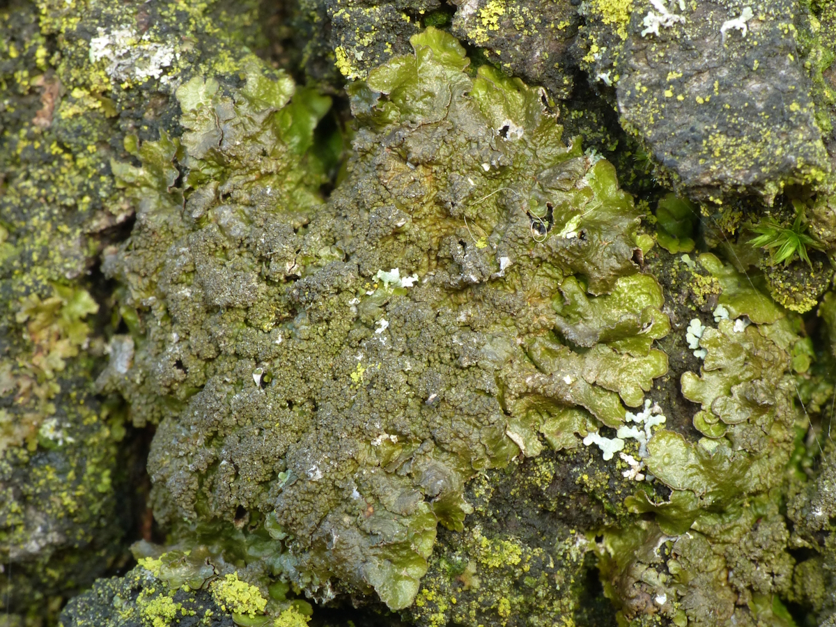 Melanelixia subargentifera (door Henk-Jan van der Kolk)