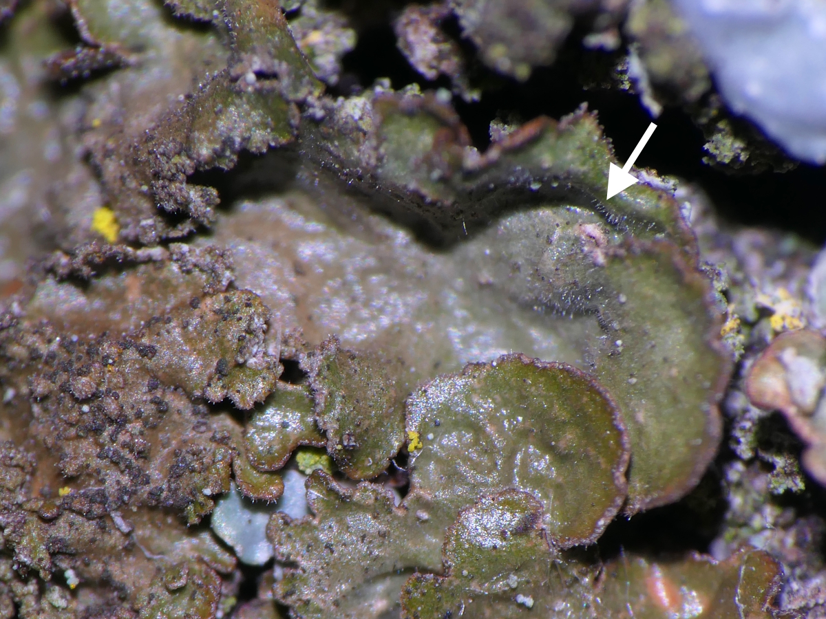 Melanelixia subargentifera (door Henk-Jan van der Kolk)