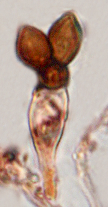 Melanogaster ambiguus (door Menno Boomsluiter)