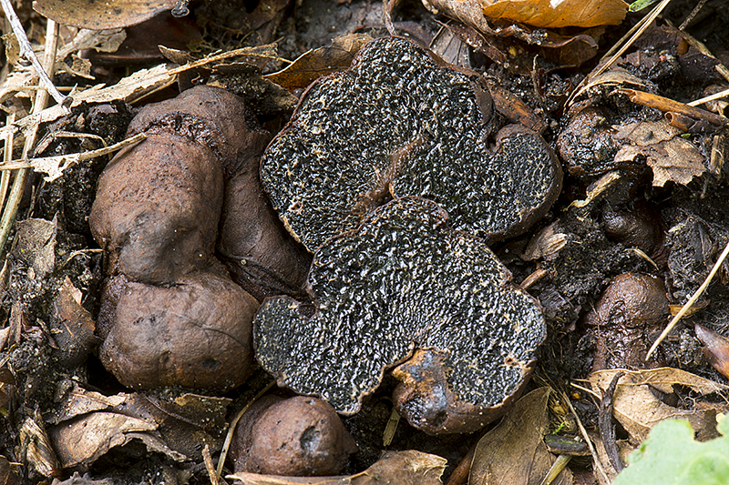 Melanogaster broomeanus (door Nico Dam)