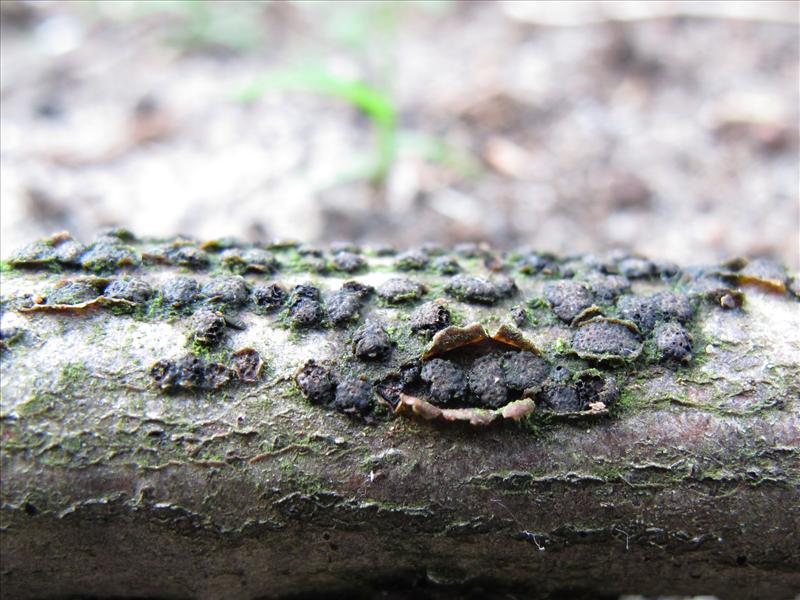 Melogramma campylosporum (door Marian Jagers)