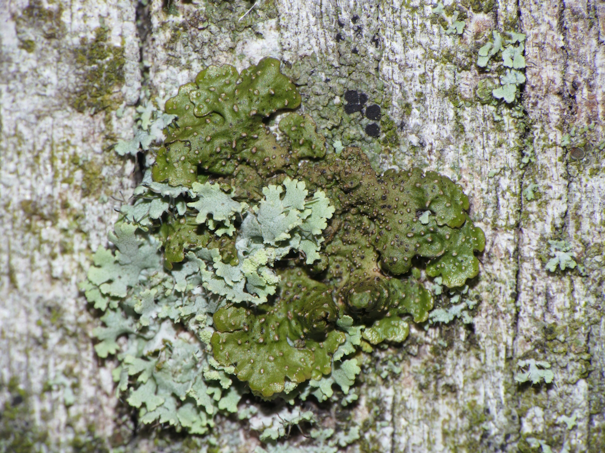 Melanohalea exasperata (door Henk-Jan van der Kolk)