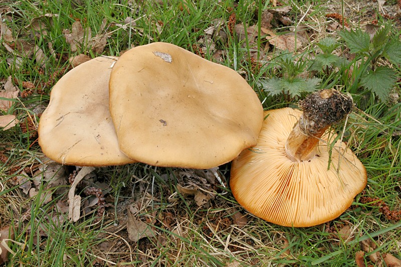 Melanoleuca cognata (door Nico Dam)