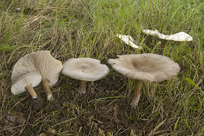 Melanoleuca grammopodia (door Nico Dam)