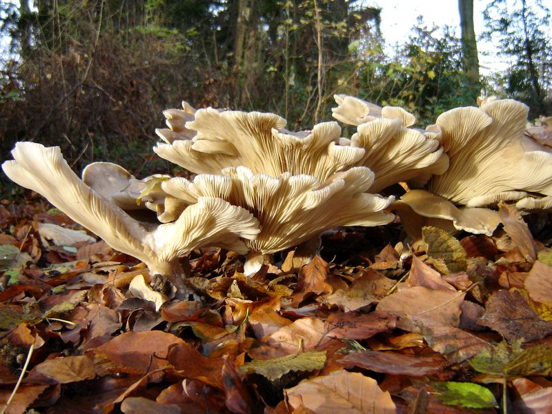 Melanoleuca grammopodia f. macrocarpa (door Gert Immerzeel)