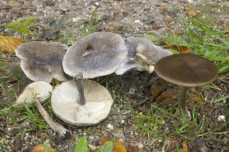 Melanoleuca polioleuca (door Nico Dam)