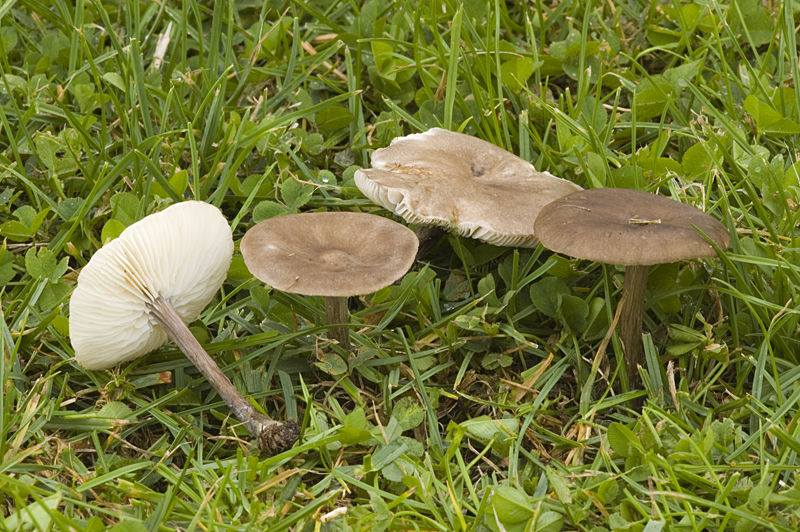 Melanoleuca rasilis (door Nico Dam)