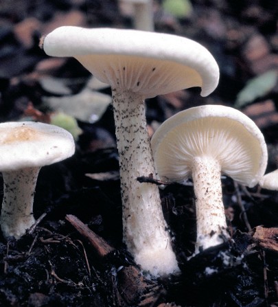 Melanoleuca verrucipes (door Lenie Bakker)