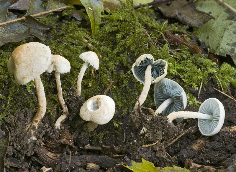 Melanophyllum eyrei (door Nico Dam)