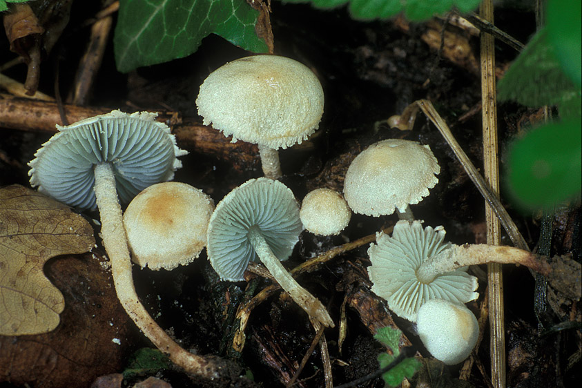 Melanophyllum eyrei (door Henk Huijser)