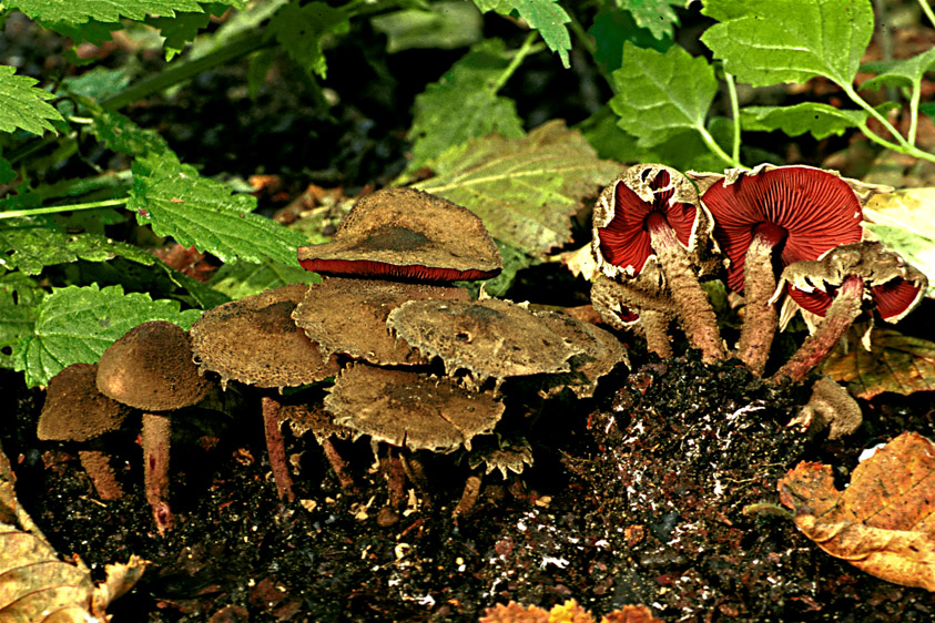 Melanophyllum haematospermum (door Henk Huijser)