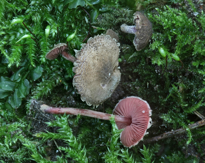 Melanophyllum haematospermum (door Menno Boomsluiter)