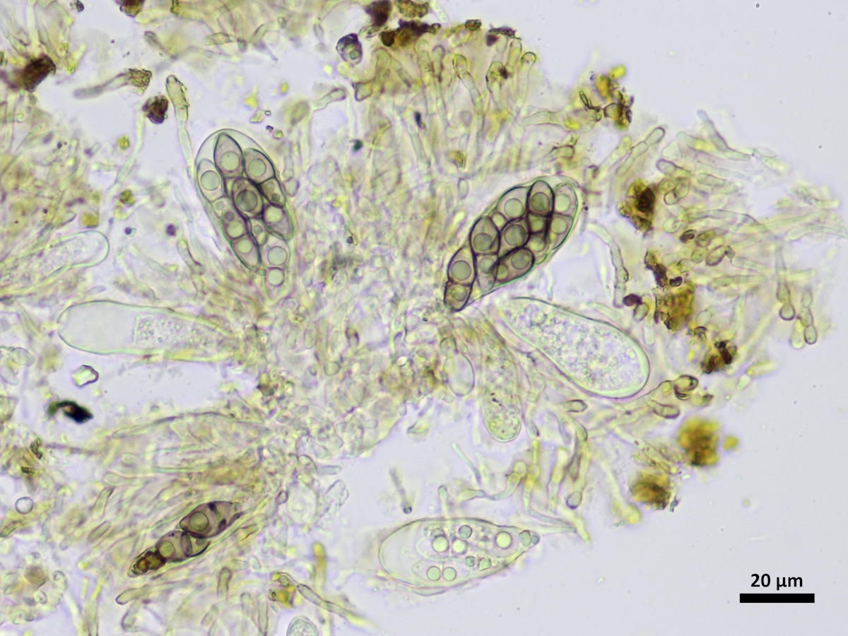 Melaspilea ochrothalamia (door Henk-Jan van der Kolk)