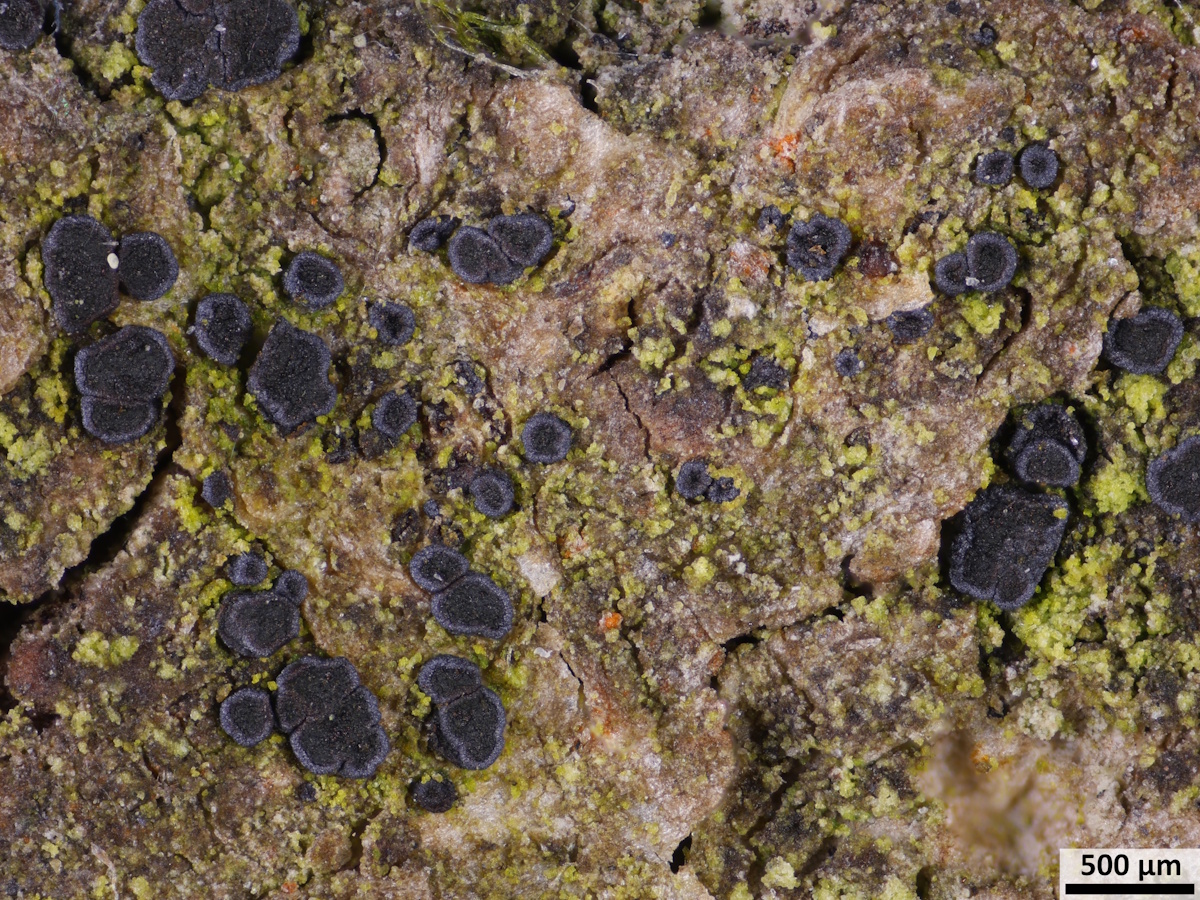 Melaspilea ochrothalamia (door Henk-Jan van der Kolk)