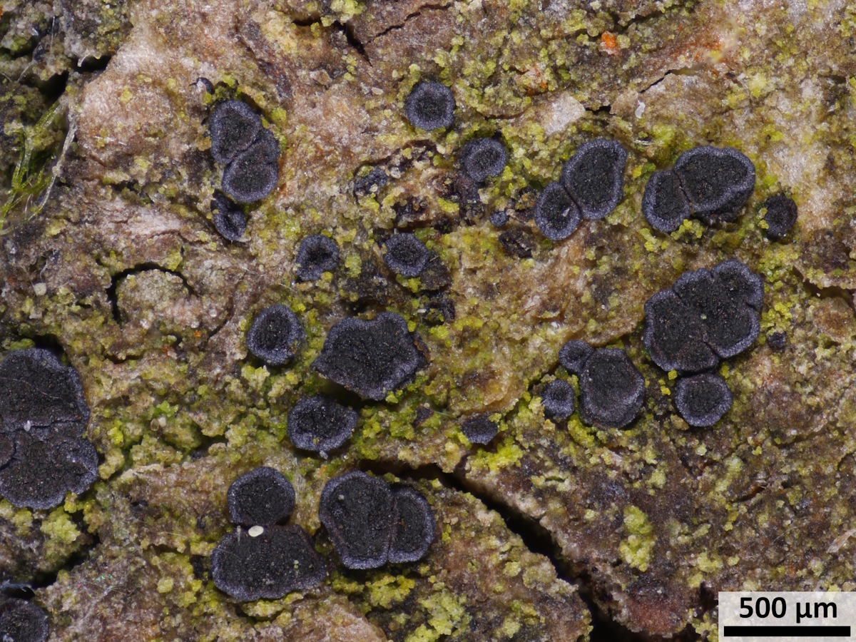 Melaspilea ochrothalamia (door Henk-Jan van der Kolk)