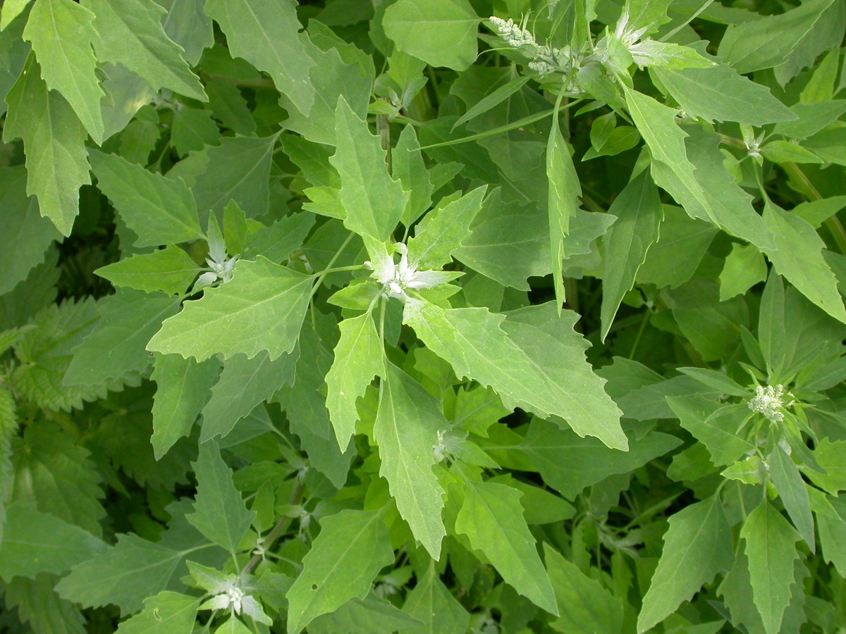 Chenopodium album (door Peter Meininger)