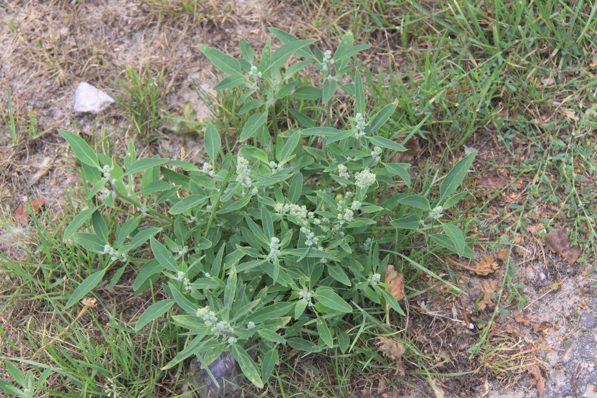 Chenopodium album (door Peter Meininger)