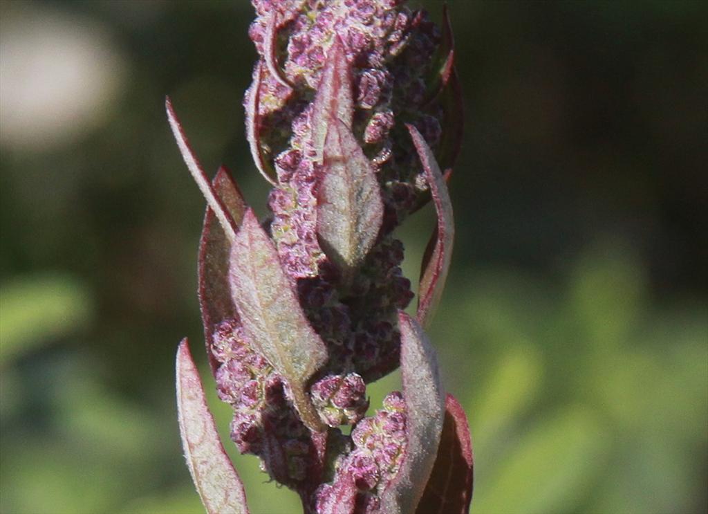 Chenopodium album (door Peter Meininger)