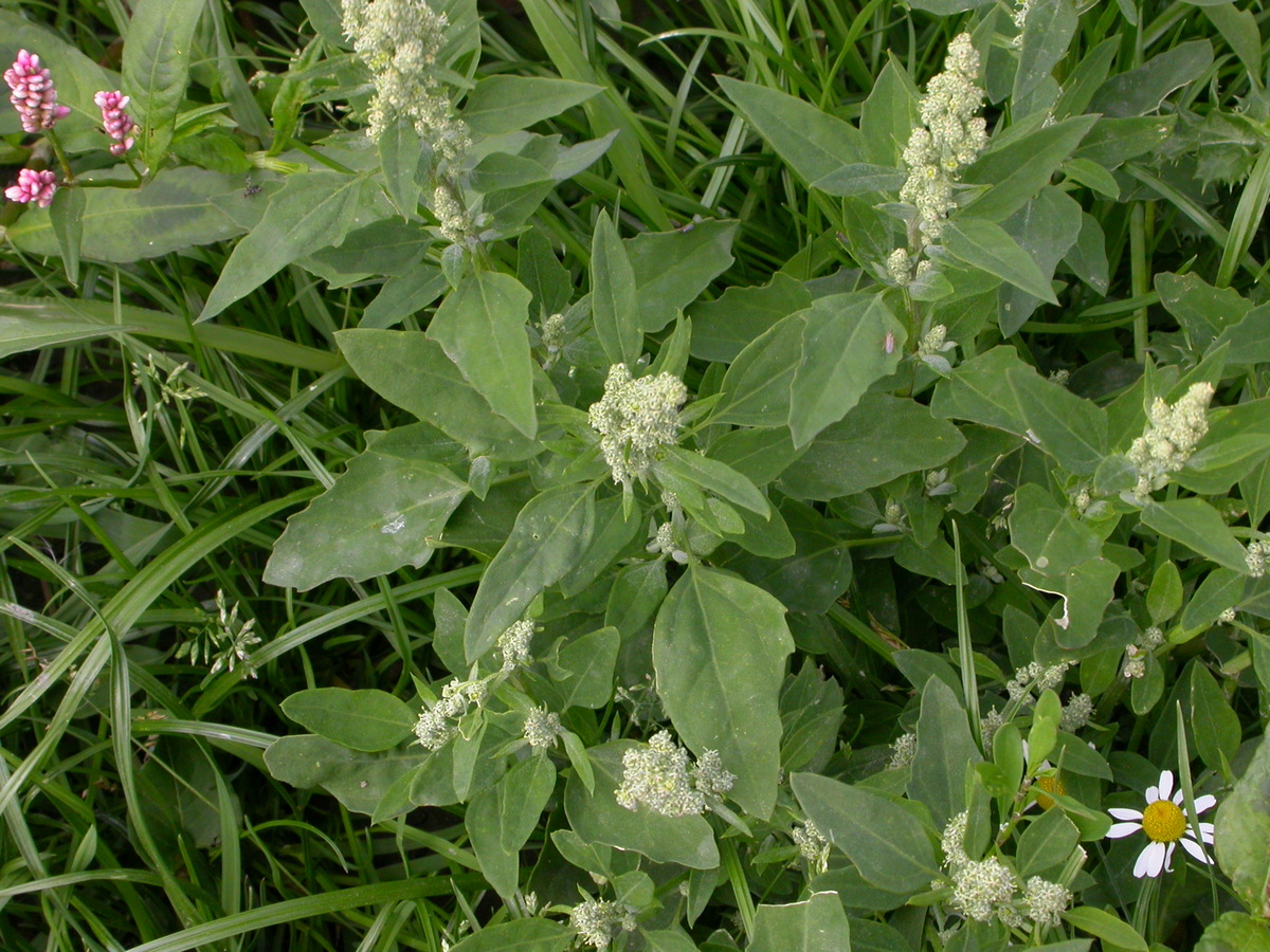 Chenopodium album (door Peter Meininger)