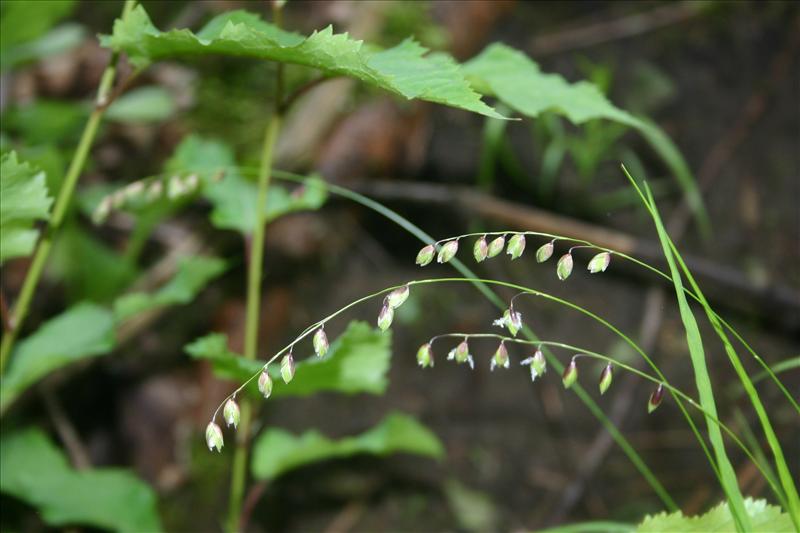 Melica nutans (door Niels Jeurink)