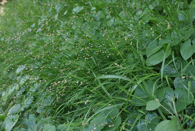 Melica uniflora (door Adrie van Heerden)