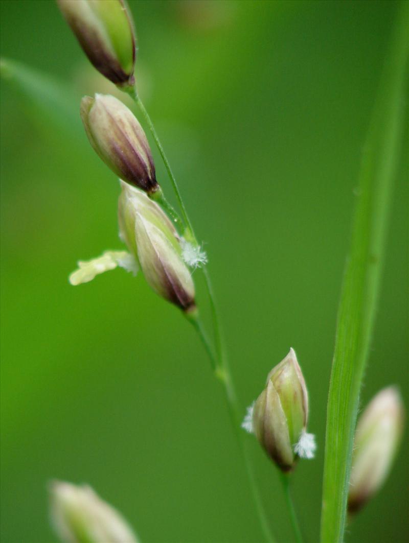 Melica uniflora (door Adrie van Heerden)