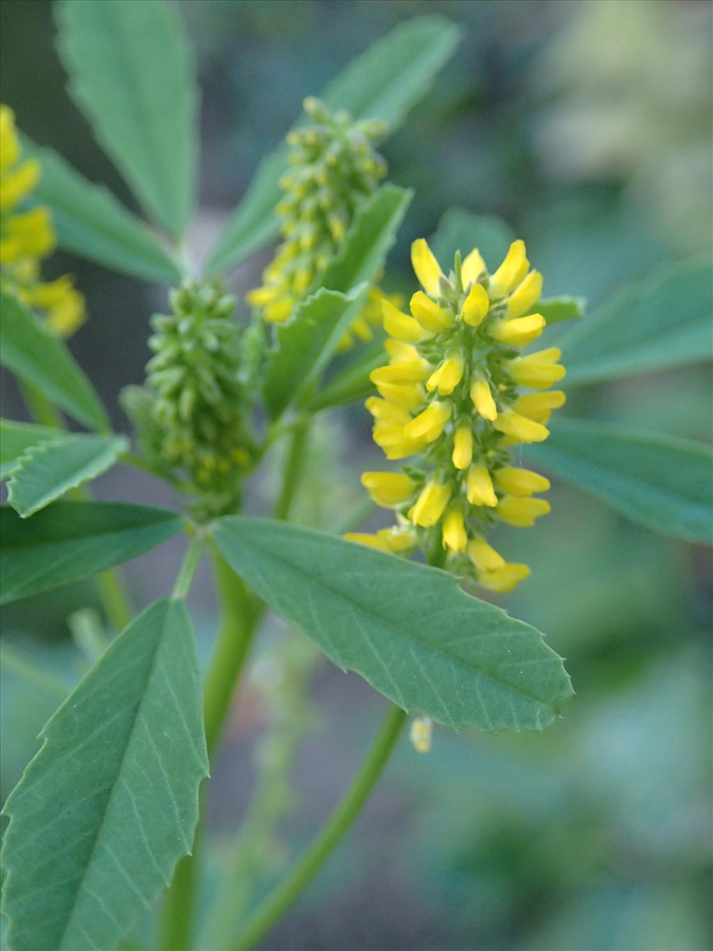 Melilotus indicus (door Adrie van Heerden)