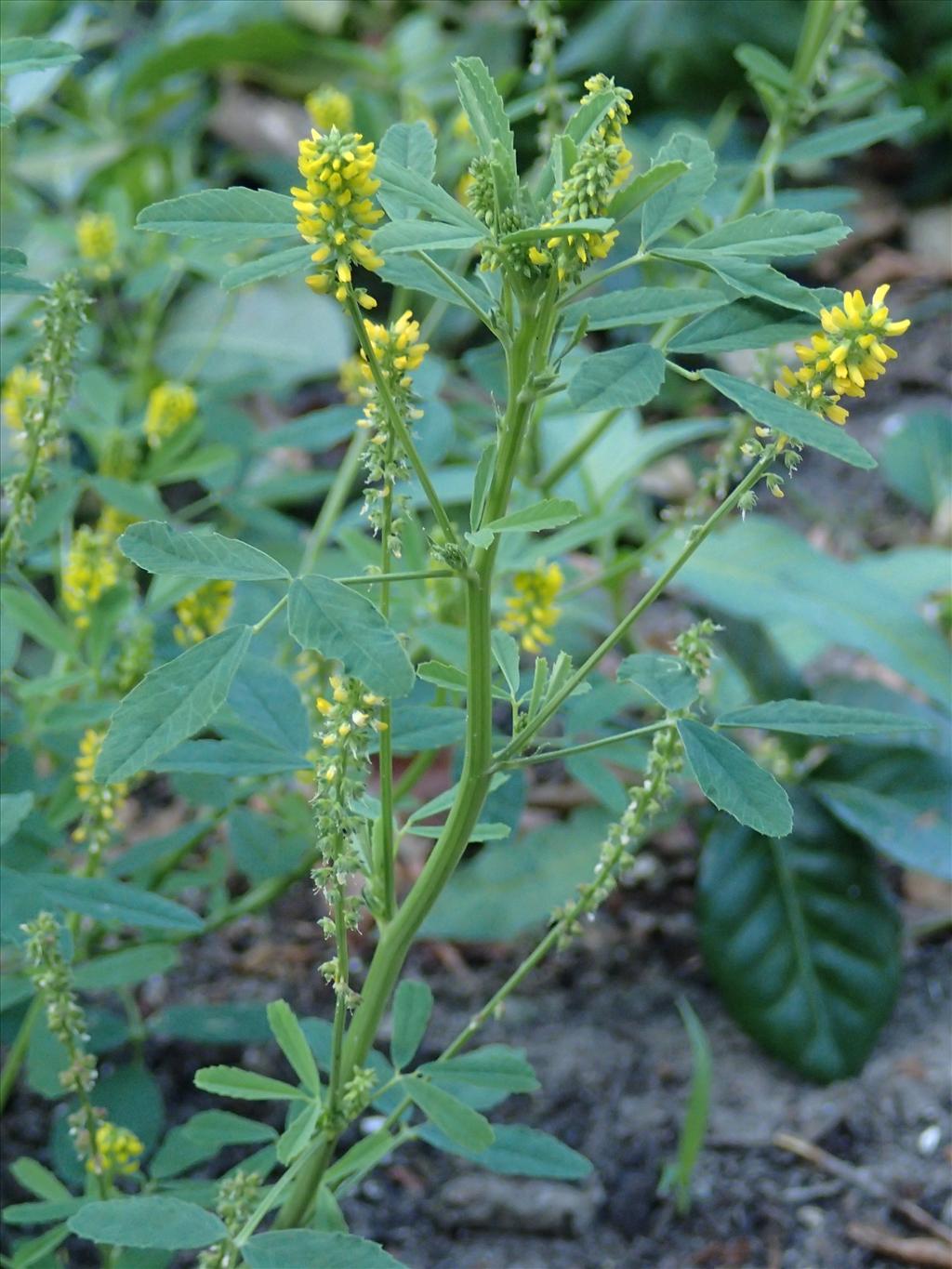 Melilotus indicus (door Adrie van Heerden)