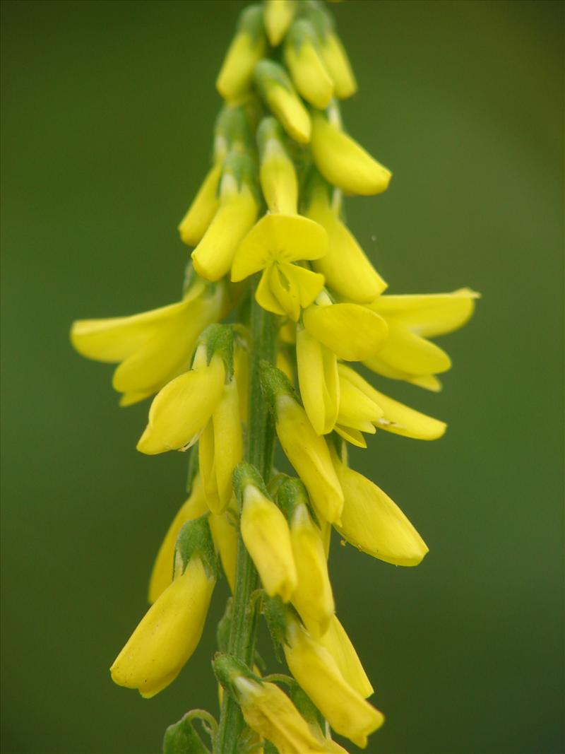 Melilotus officinalis (door Adrie van Heerden)