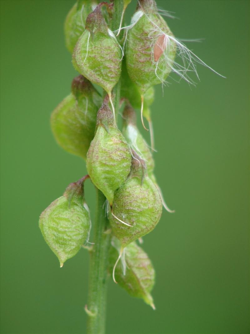 Melilotus officinalis (door Adrie van Heerden)