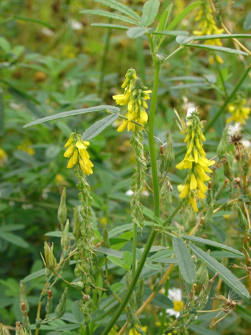 Melilotus officinalis (door Adrie van Heerden)