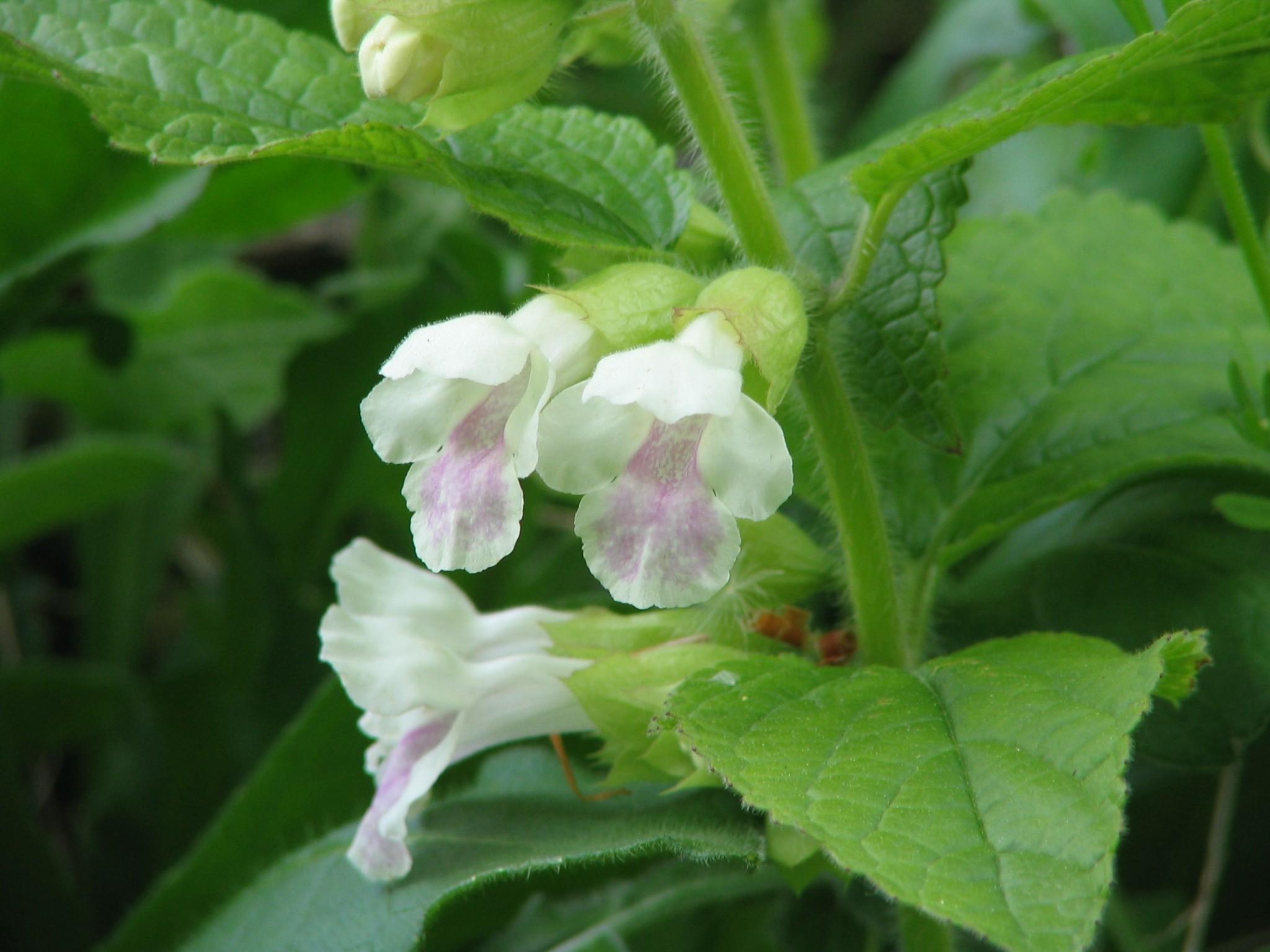 Melittis melissophyllum (door Pieter Stolwijk)