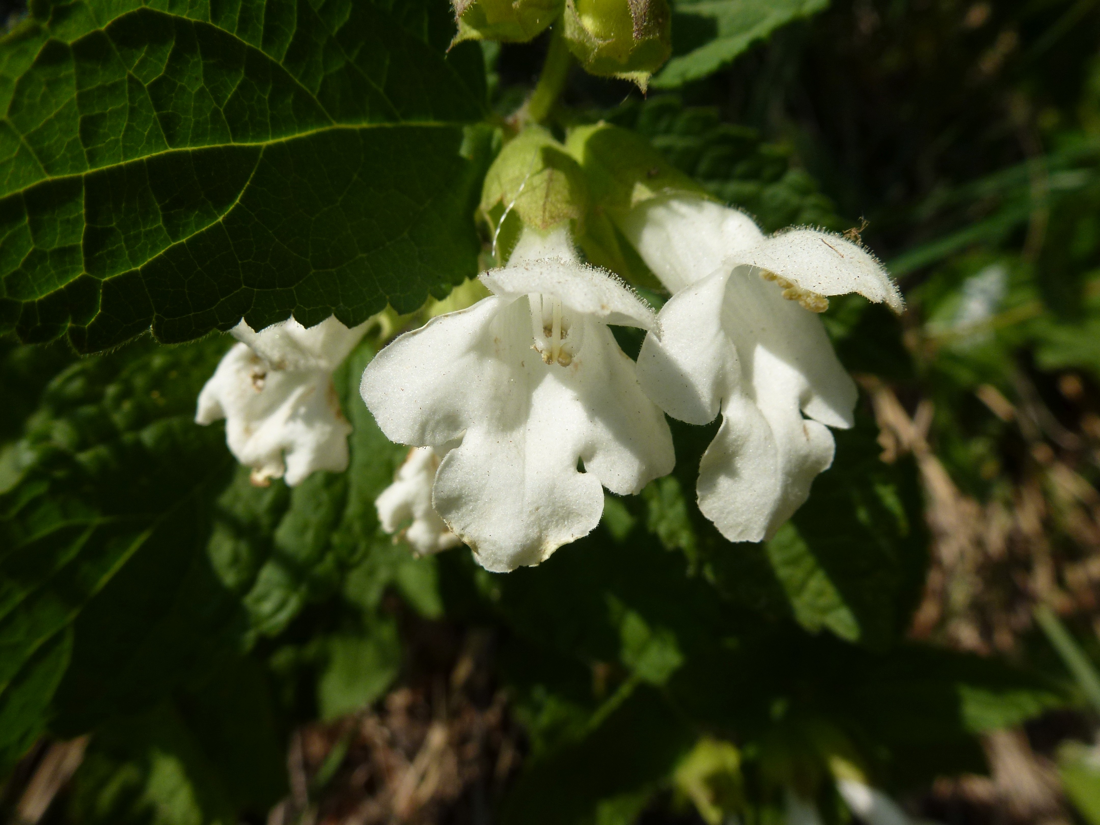 Melittis melissophyllum (door H.J. Verhoeven)