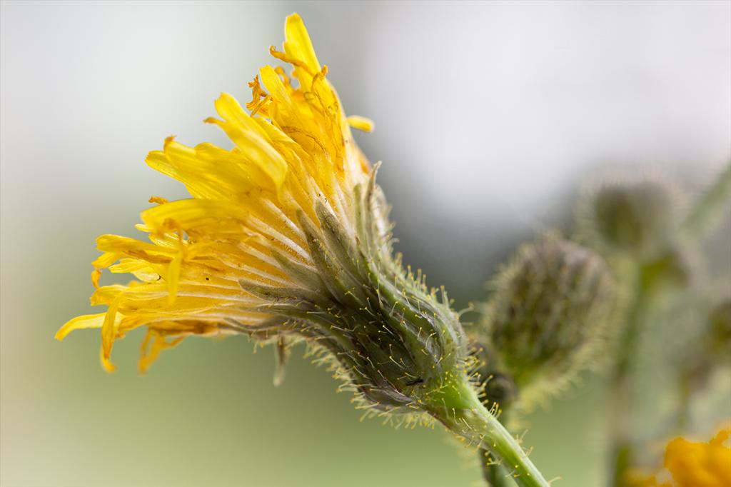 Sonchus arvensis (door Valentine Kalwij)