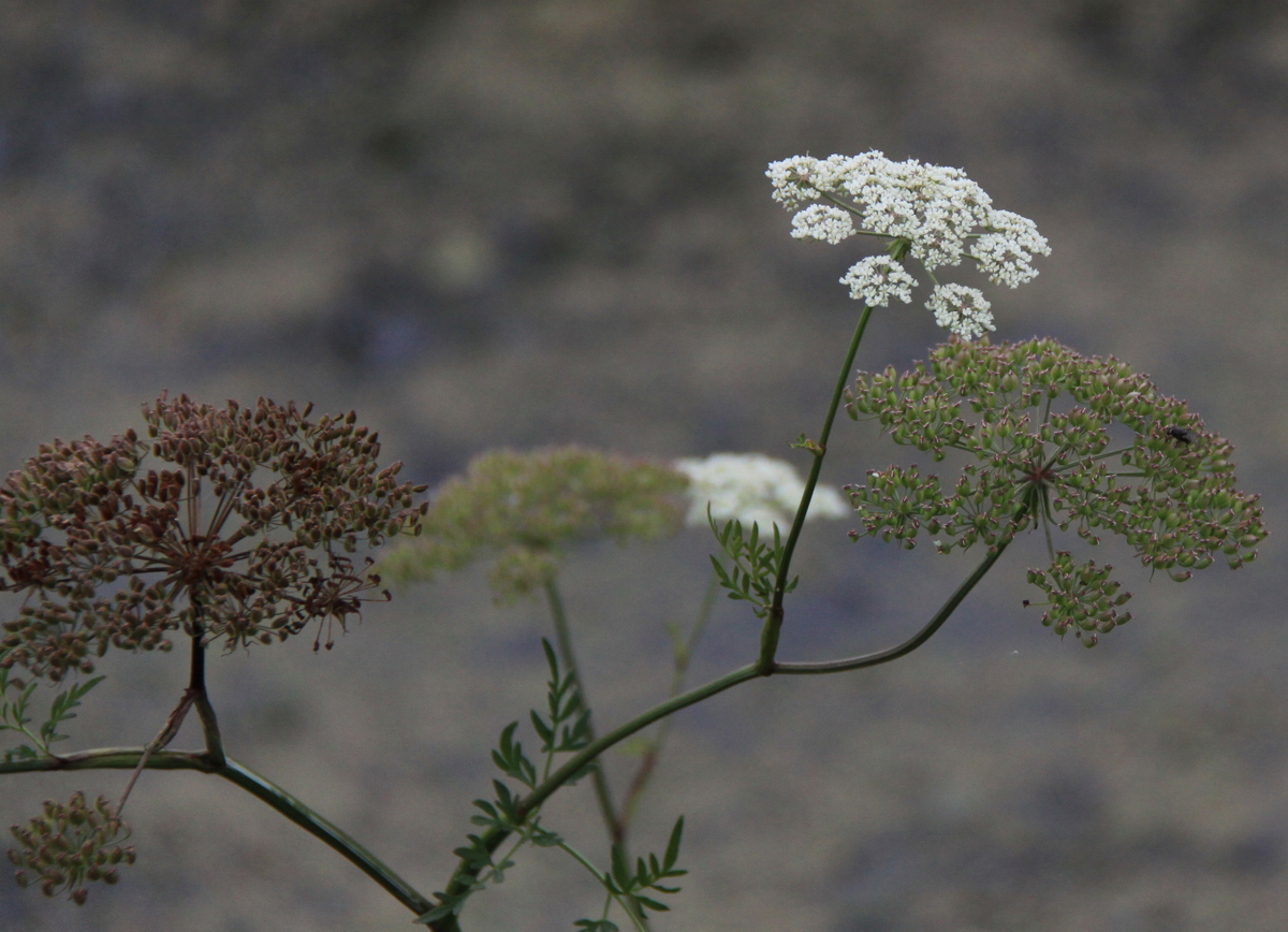 Peucedanum palustre (door Peter Meininger)