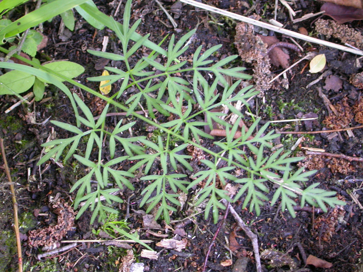 Peucedanum palustre (door Peter Meininger)