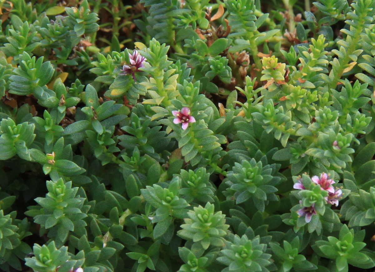 Glaux maritima (door Peter Meininger)