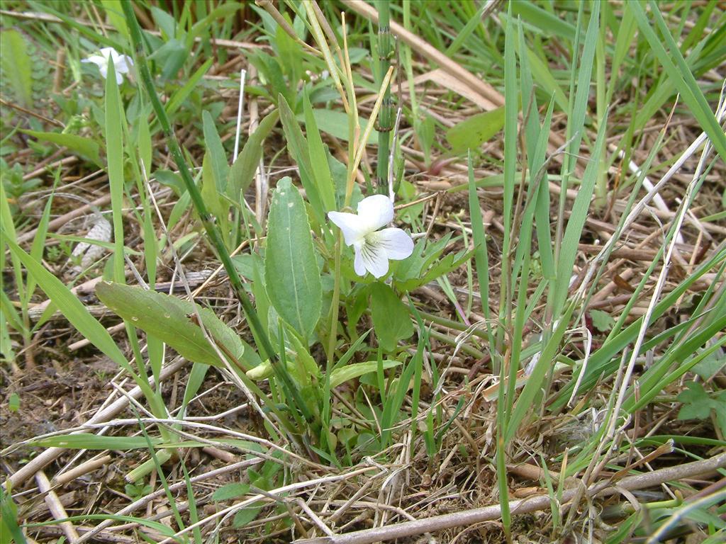 Viola stagnina (door Dick Kerkhof)