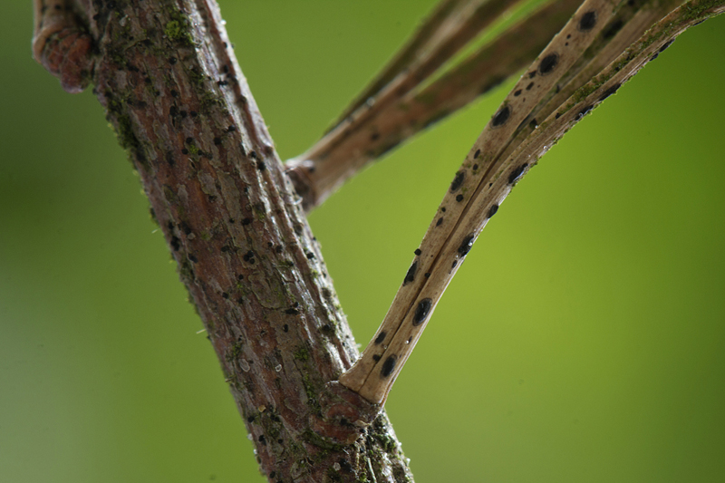 Meloderma desmazieri (door Menno Boomsluiter)