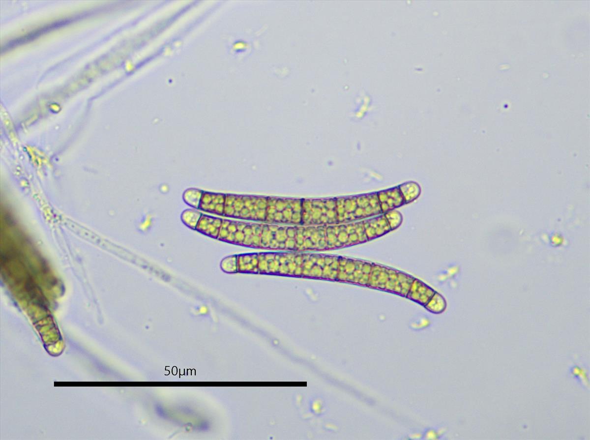 Melogramma spiniferum (door Richard Dijkstra)