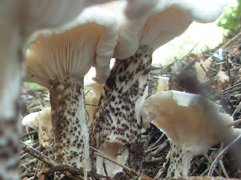 Melanoleuca verrucipes (door Coby Stapel-van der Zalm)