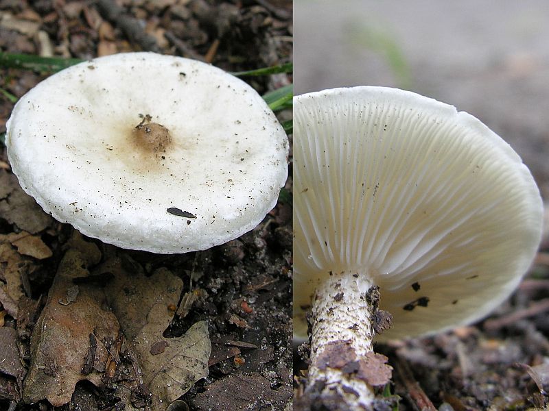 Melanoleuca verrucipes (door Marian Jagers)