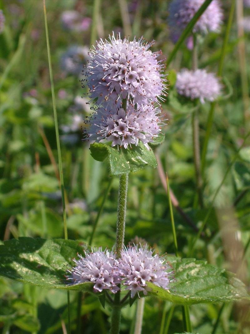 Mentha aquatica (door Adrie van Heerden)