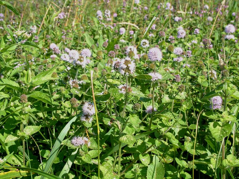 Mentha aquatica (door Adrie van Heerden)