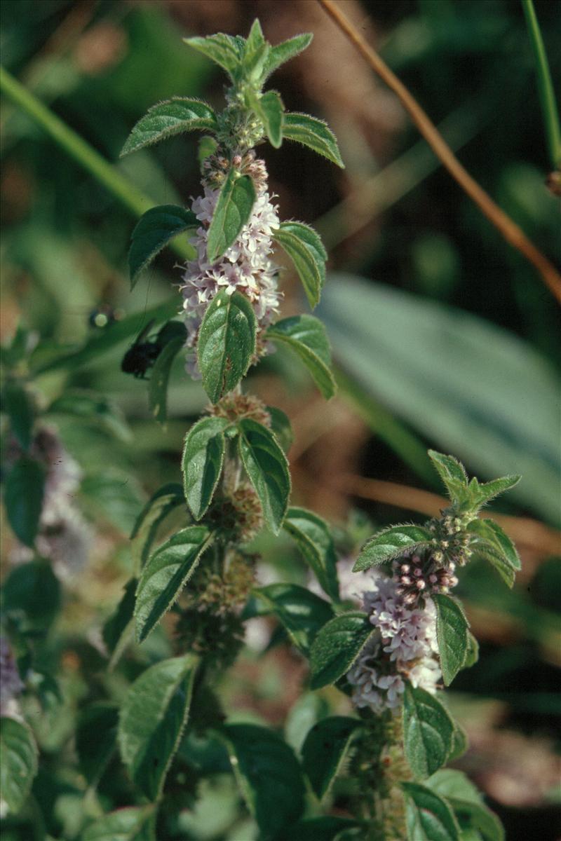 Mentha arvensis (door Adrie van Heerden)