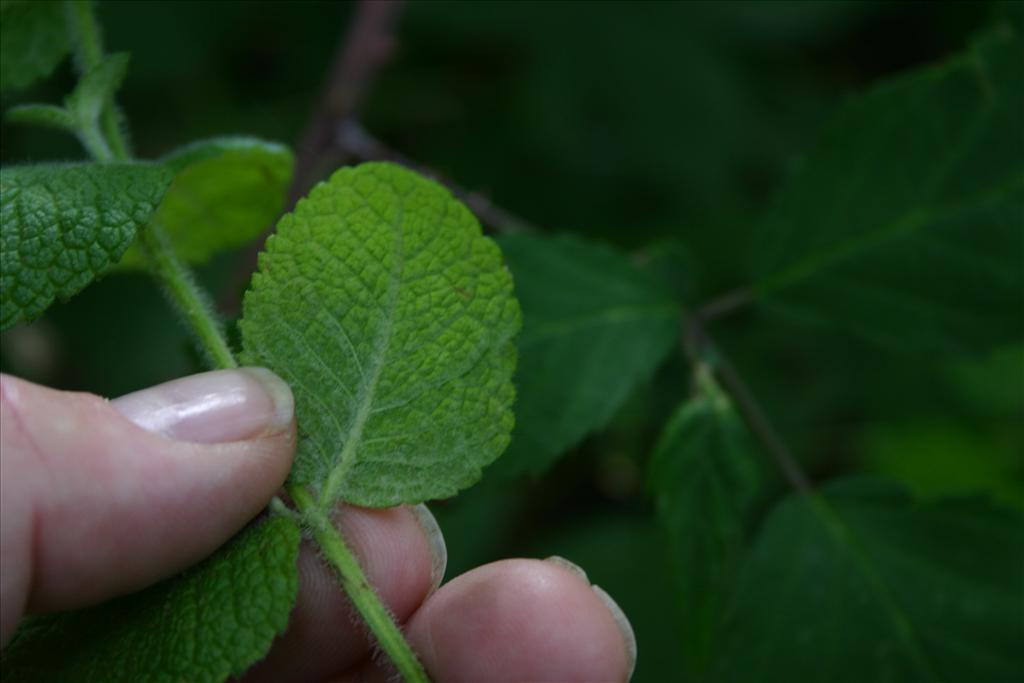 Mentha suaveolens (door Niels Jeurink)